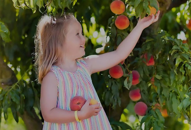 Peach picking in New Jersey Johnson's Corner Farm