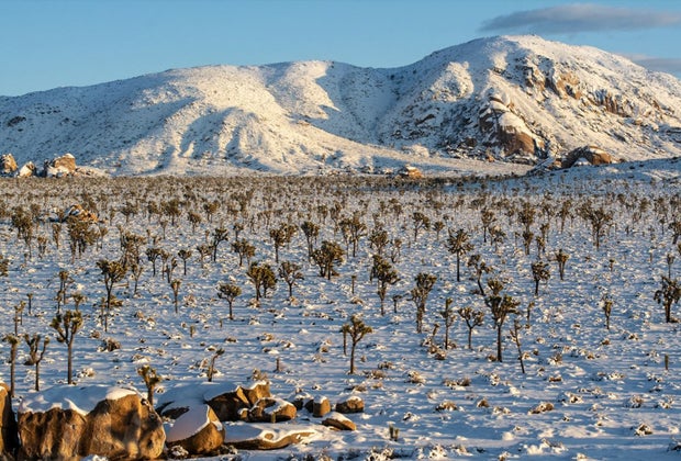 Where to Find Snow play near Los Angeles: Joshua Tree National Park