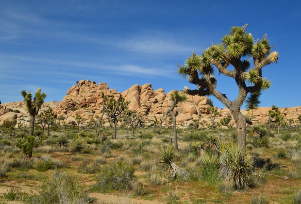 Road Trips from Los Angeles for Families: Joshua Tree National Park