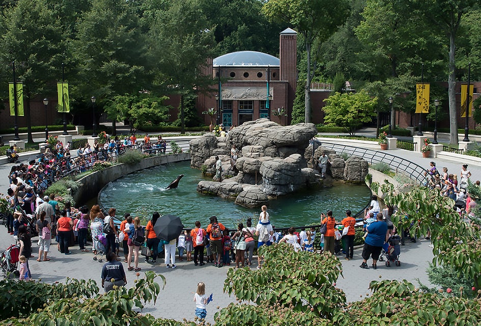 The sea lion enclosure is one of the first exhibits you'll see! Photo by Julie Larsen Maher for WCS