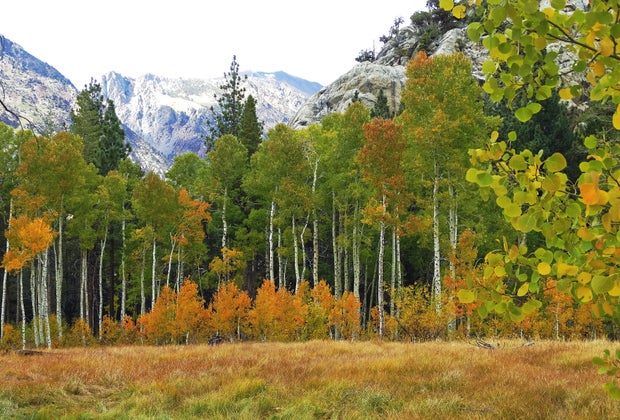 Fall Foliage near Los Angeles: the Aspens by June Lake