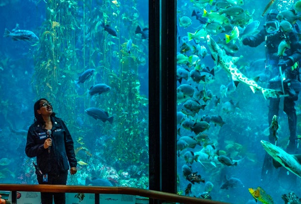 Best day trips from San Francisco: Monterey Bay Aquarium