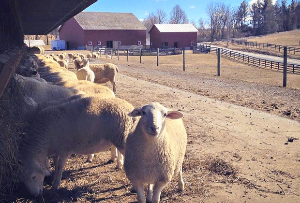 Farm stays near NYC: Kinderhook Farm