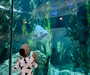 Photo by Jay Tayag, courtesy of the Aquarium of the Pacific Summer Day Camps