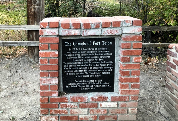 Explore Fort Tijon: Learn about the camel corps
