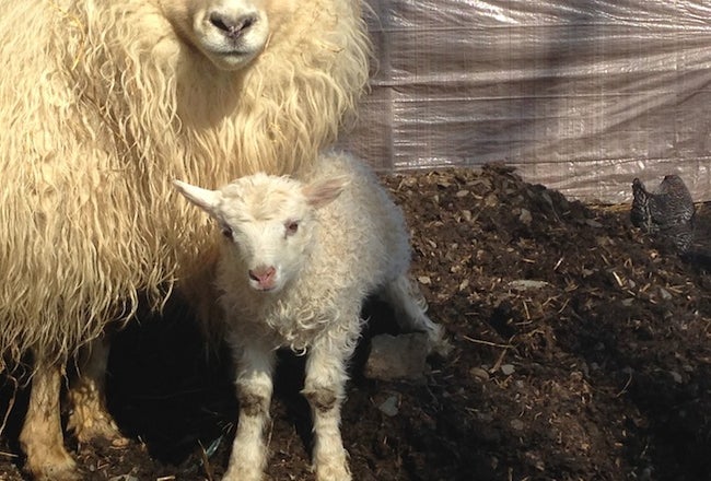 Head out this spring and see baby farm animals in Connecticut!