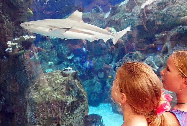 Things To Do in Vegas with Kids: Shark Reef Aquarium