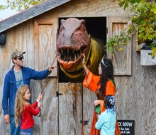 Beware of P. Rex, the Pumpkin-Eating Dino! Photo courtesy of Great Country Farms