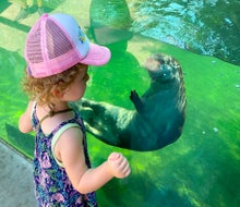 Admire the hundreds of animals at the Oakland Zoo. Photo courtesy of the Oakland Zoo
