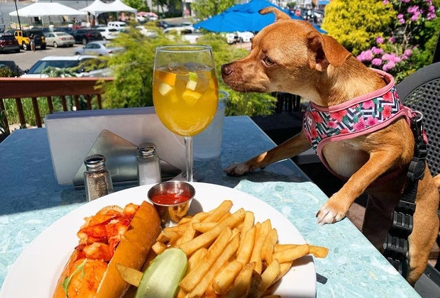 outdoor dining dog dining at a table