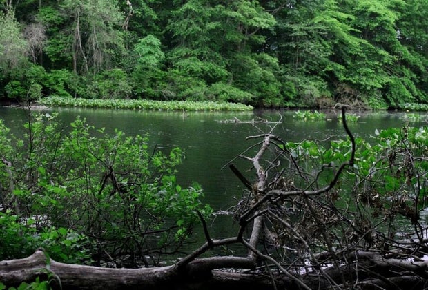 Toddler-friendly hiking trails on Long Island Mill Pond Preserve