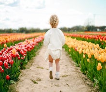 Close to 500,000 tulips and other spring bulbs will bloom at Waterdrinker Family Farm & Garden. Photo by @nics photography