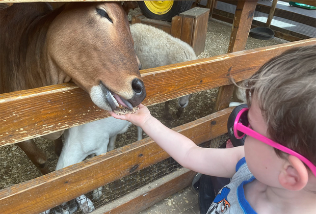 deer eating out of a child's hand