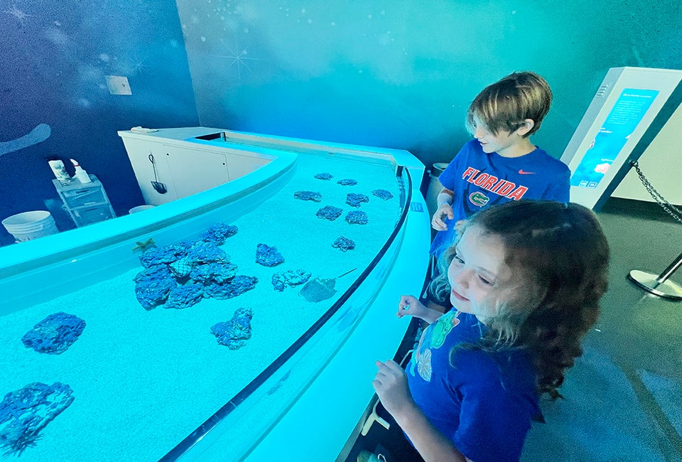 Kids will love the interactive touch tank within the Ocean section of Orlando Science Center's new Life exhibit. Photo by author