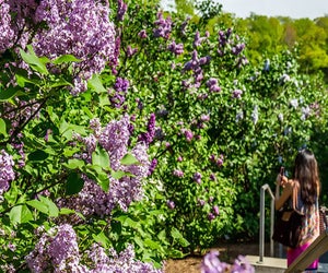 Lilac lovers have flocked to The New York Botanical Garden to see and smell these flowers since 1896. Photo courtesy of NYBG