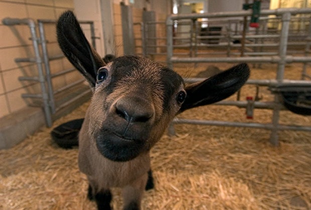 animal at the farm in the zoo, a petting zoo in Chicago