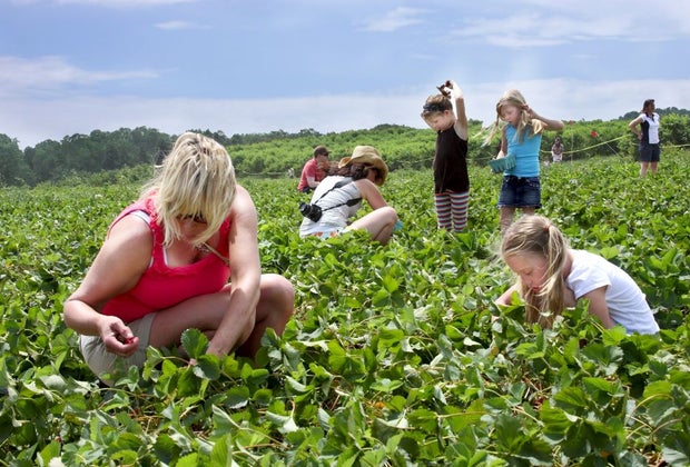 strawberry picking at Linvilla Orchards