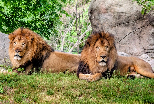 Photo of lions at Franklin Park Zoo - 100 Things To Do in Boston