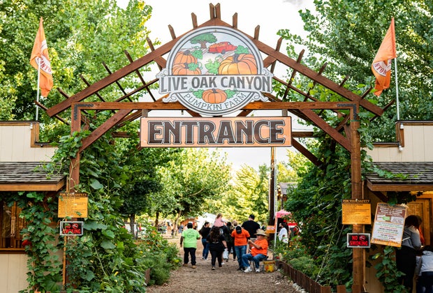 picture of Live Oak Canyon Pumpkin Farm