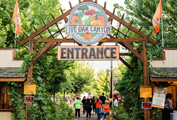 picture of Live Oak Canyon Pumpkin Farm
