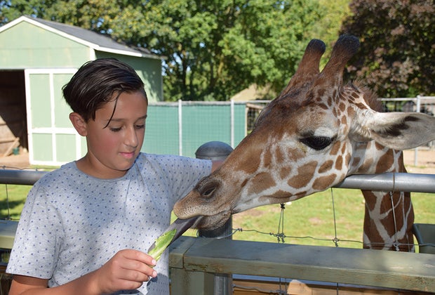 Feed a giraffe.