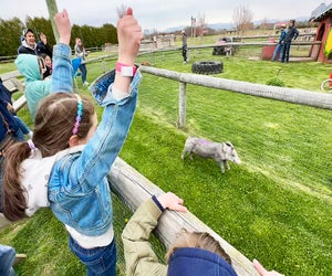 The pig race is a highlight of a visit to Harbes Family Farm in Mattituck.