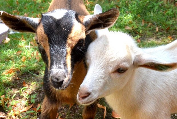 Farm life on Long Island is alive and well in 2020