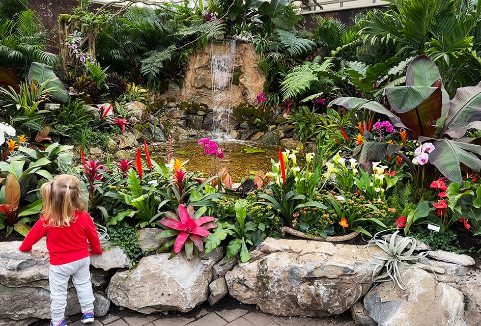 Hicks Nursery offers visitors an early glimpse of spring, when its indoor gardens get decked out in brilliant ant colors each March.