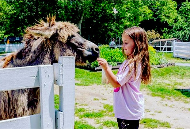 Girl feeds an alpaca at The Long Island Game Farm