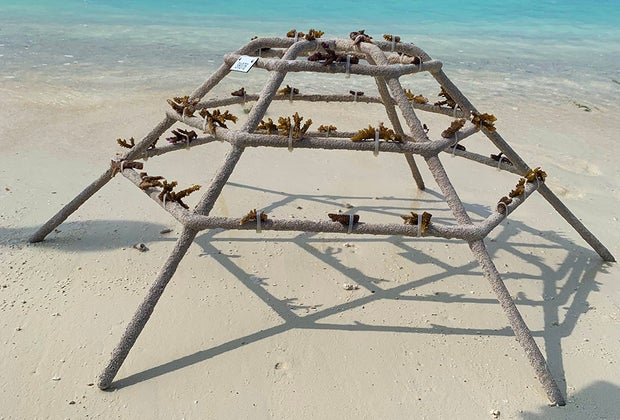 Planting coral: The Maldives