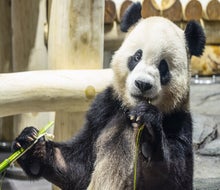 Bao Li can't wait to meet your family! Photo credit: Roshan Patel/Smithsonian's National Zoo and Conservation Biology Institute
