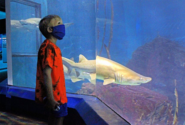 Maritime Aquarium shark tank
