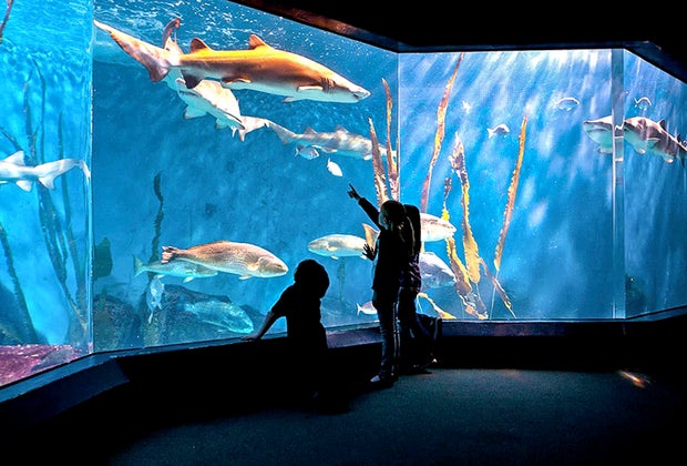 Sensory-Friendly Programs at Connecticut Museums and Attractions: Maritime Aquarium