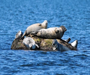 Maritime Aquarium Seal Spotting and Birding Cruise. Photo courtesy of the aquarium