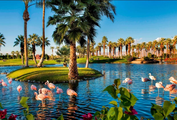flamingos in the lagoon at the J.W. Marriott Desert Springs Hotel