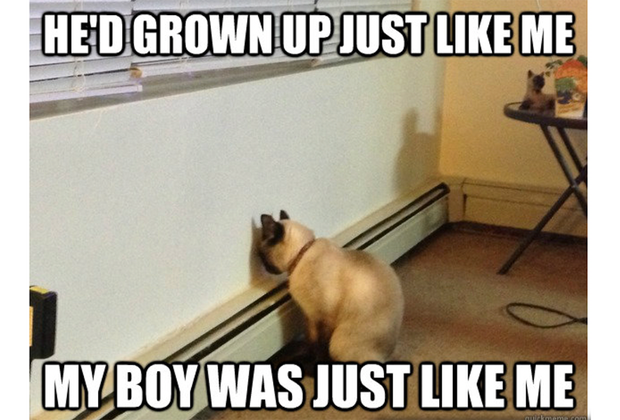 just like me cat meme