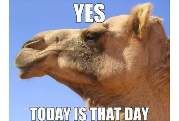 camel meme