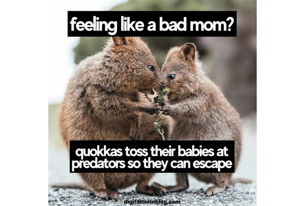 quokka meme