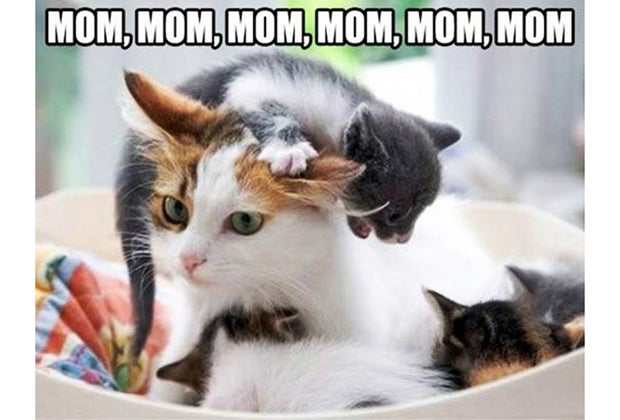mom mom mom mom cat meme
