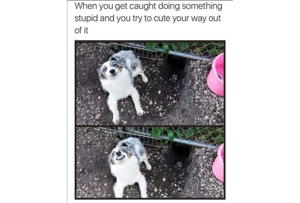 cute puppy meme