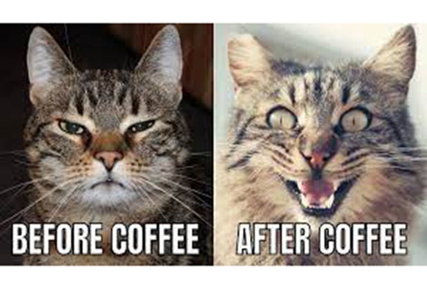 before coffe after coffee cat meme