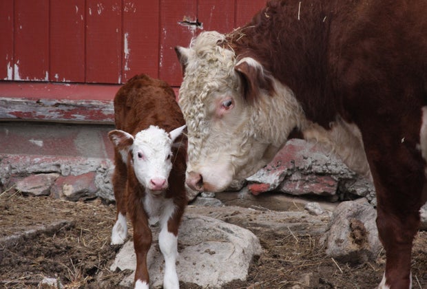 Photo of calf and cow at Wells Hollow Farm & Creamery.