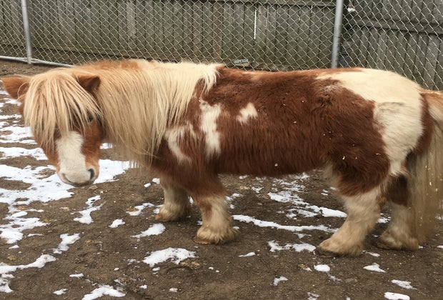 Photo of pony at a Connecticut farm.