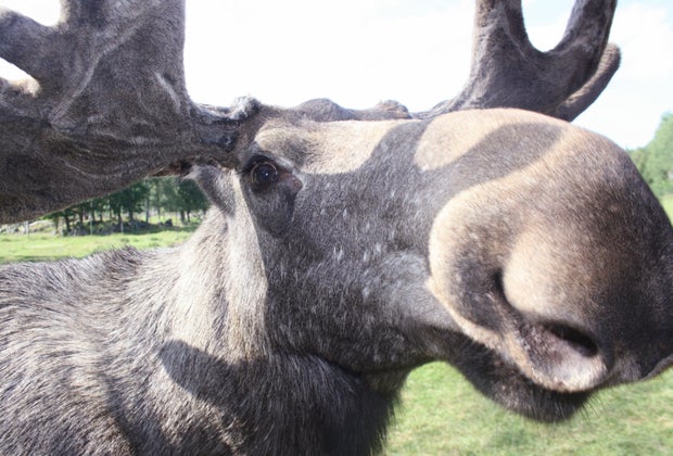 Anchorage, Alaska with Kids: Moose