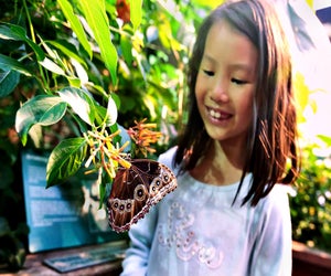 It's Butterfly and Caterpillar Weekend at the Museum of Science. Photo by Tyler Trahan courtesy of Greater Boston Convention & Visitors Bureau