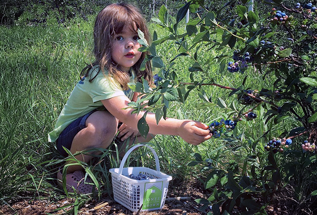 Photo of a little girl picking blueberries for National Blueberry Day