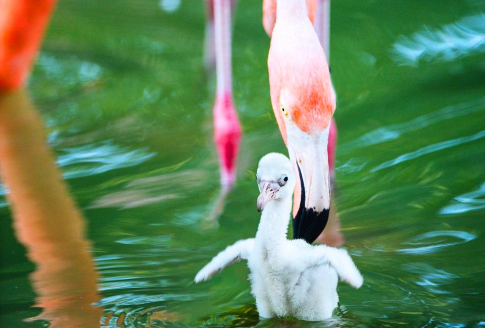 Losing your pink? Find out how to get it back!