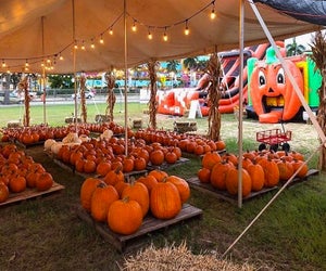 Celebrate pumpkin season in South Florida at Mr. Jack O'Lantern's Pumpkin Patch. Photo courtesy of the pumpkin patch