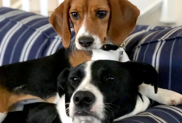 Murphy Cares Pet Therapy App