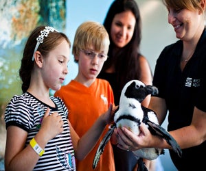 Mystic Aquarium is a state gem. Photo courtesy the venue